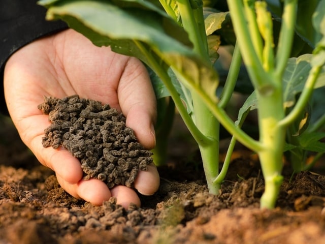 Để có hiệu quả, phải tuân theo một số quy tắc nhất định khi bón phân hữu cơ cho cây trồng và đất