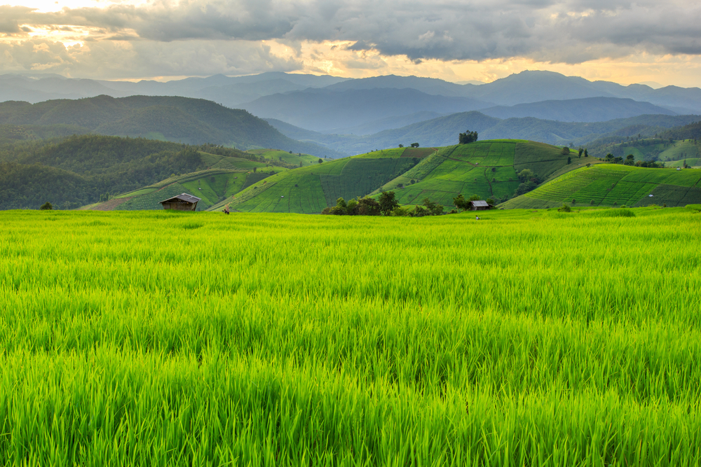 Bạn có biết cánh đồng lúa bao la ở đâu không? Cùng chiêm ngưỡng 10 cánh đồng lúa đẹp, bình dị nhưng quyến rũ của nước ta (2022)