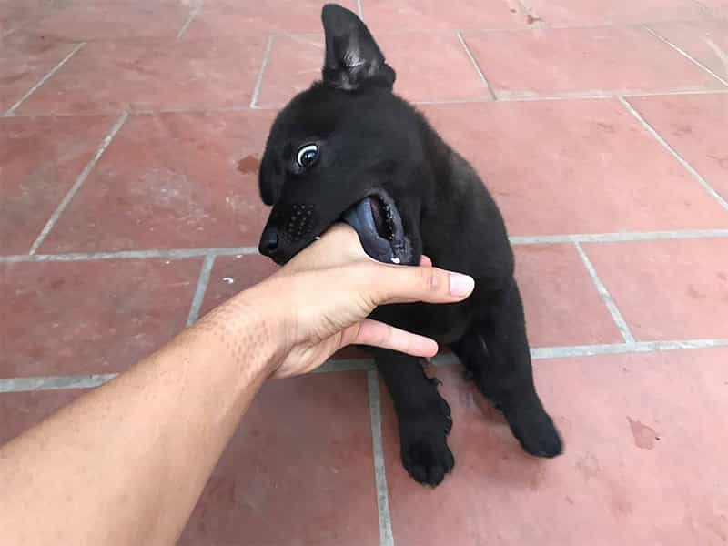 Chó đen vào nhà có ý nghĩa gì? Đây là điềm tốt hay xấu?