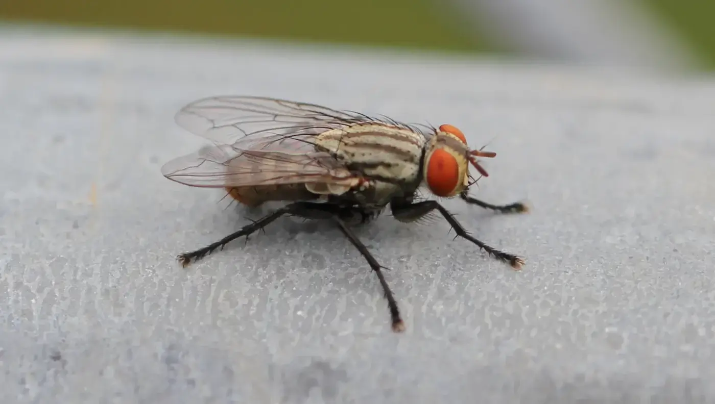Con ruồi là số mấy - Bật mí con số may mắn | KUBET