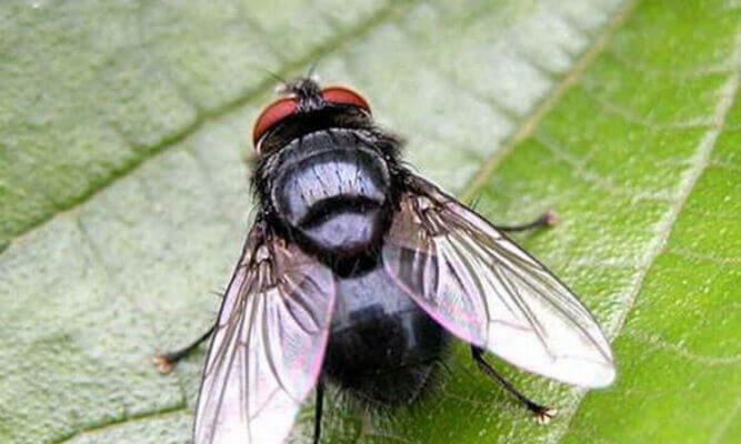 Con ruồi là số mấy - Bật mí con số may mắn | KUBET