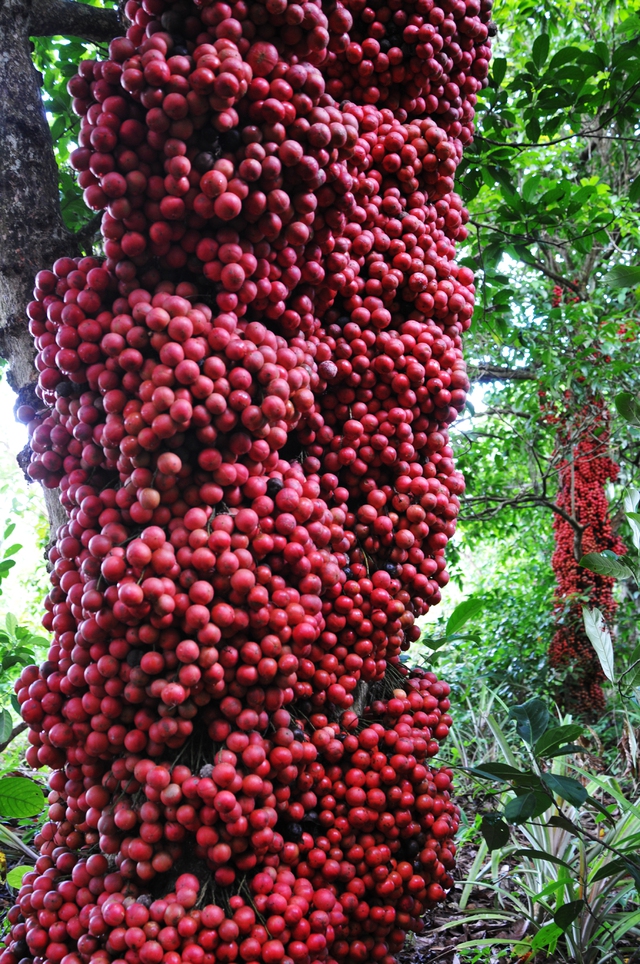 Về Phú Yên ngắm vườn đỏ, ăn trái đỏ chua thè lưỡi - Tuổi Trẻ Online