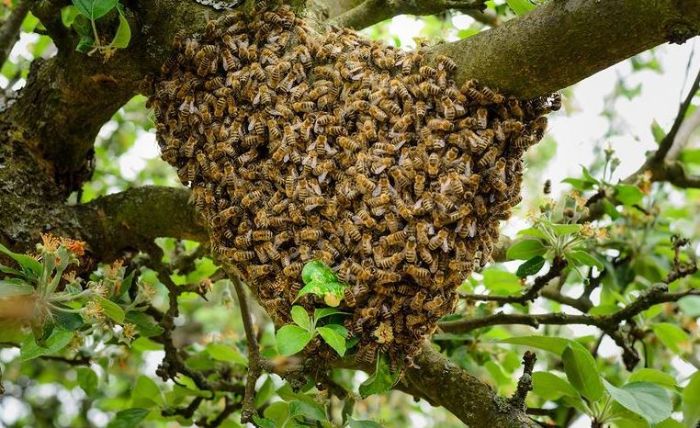 Khi bạn mơ thấy tổ ong có ý nghĩa gì? Tôi nên đặt số vào số nào?
