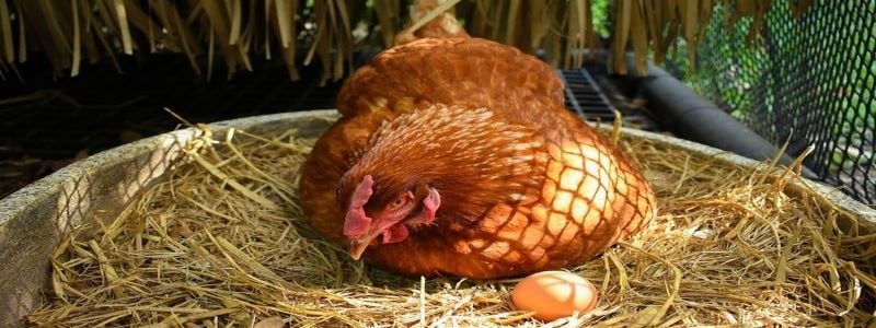 Gà Hyline - Kỹ thuật chăn nuôi giống gà siêu trứng