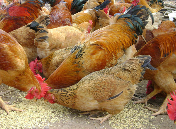 Gà Lương Phượng, đặc điểm và kỹ thuật nuôi gà lương phượng