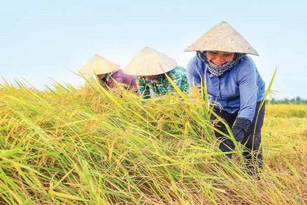 Nằm mơ thấy cánh đồng lúa chín có ý nghĩa gì? Nằm mơ thấy trồng lúa nên đặt cược vào con số nào?